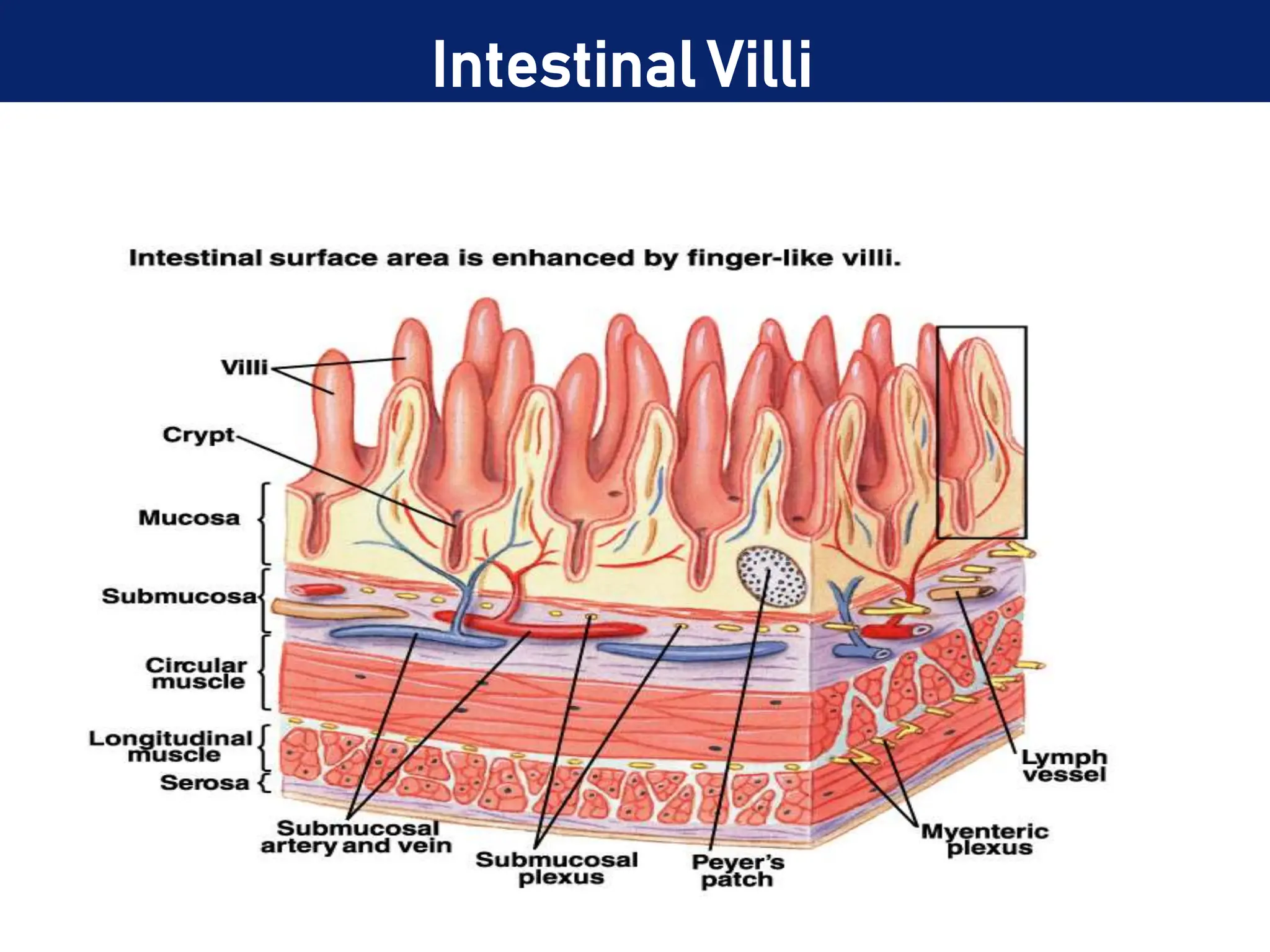 Intestinal Villi
 