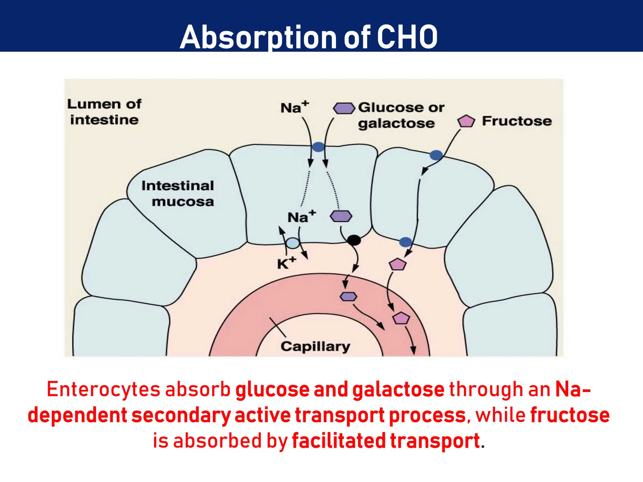 Enterocytes absorb glucose and galactose through an Na-
dependent secondary active transport process, while fructose
is absorbed by facilitated transport.
Absorption of CHO
 