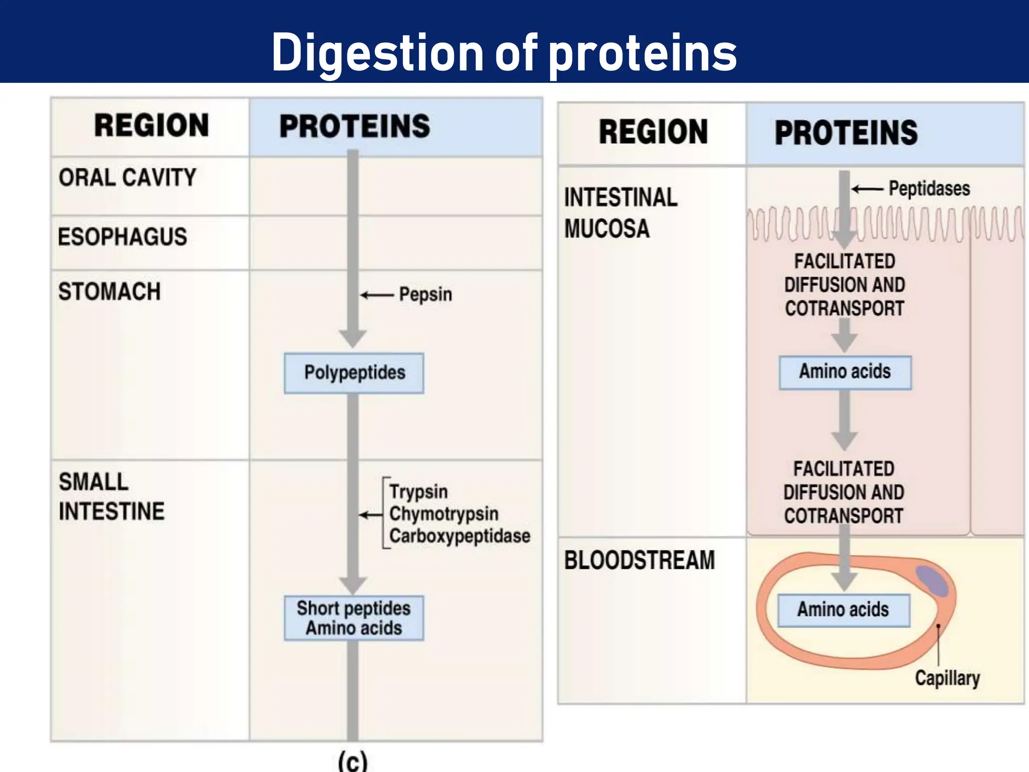 Digestion of proteins
 