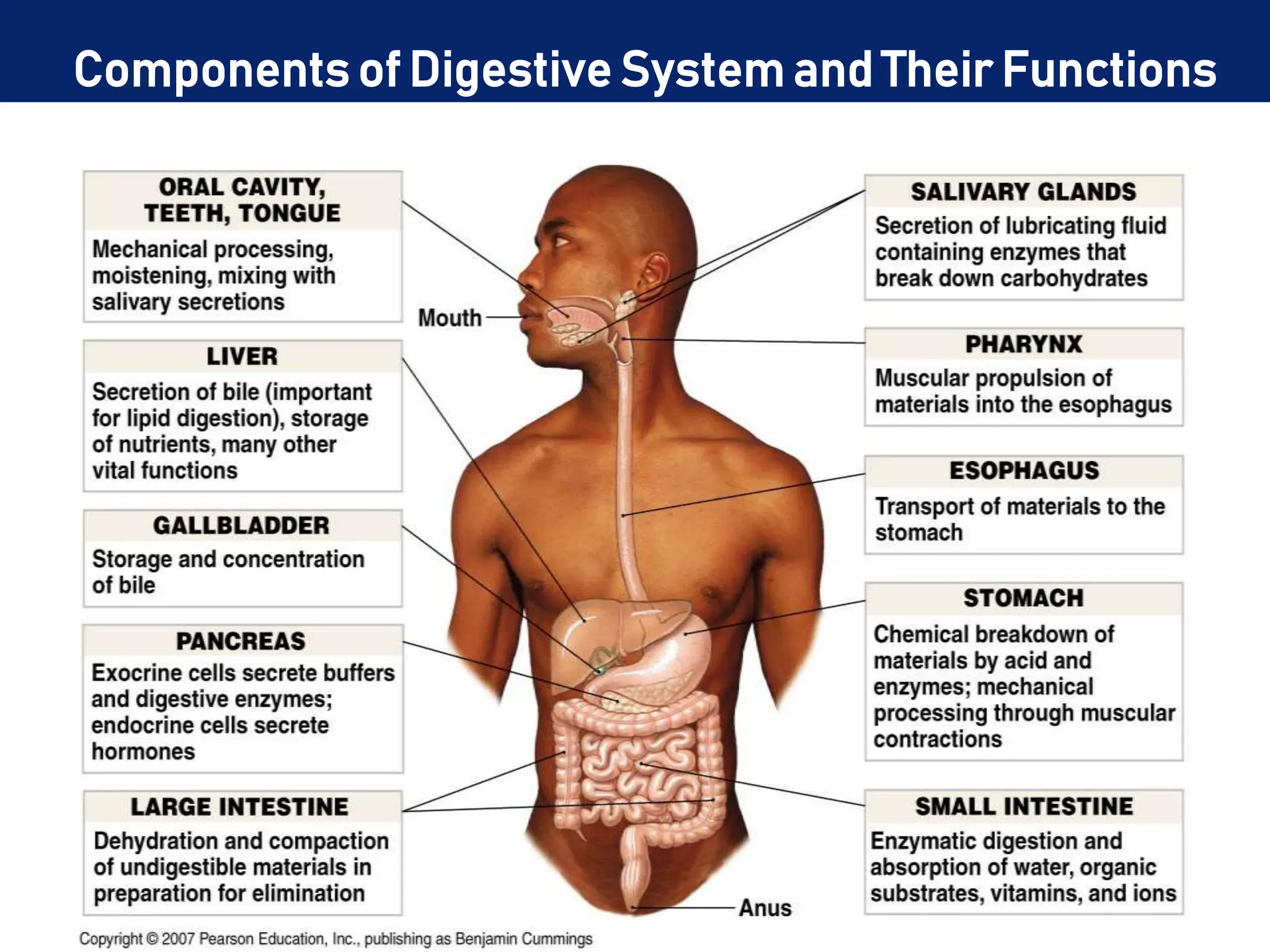 Components of Digestive System and Their Functions
 
