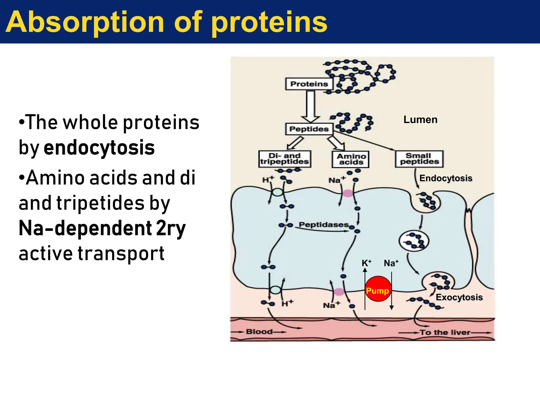 Absorption of proteins
K+ Na+
Pump
Lumen
Endocytosis
Exocytosis
•The whole proteins
by endocytosis
•Amino acids and di
and tripetides by
Na-dependent 2ry
active transport
 