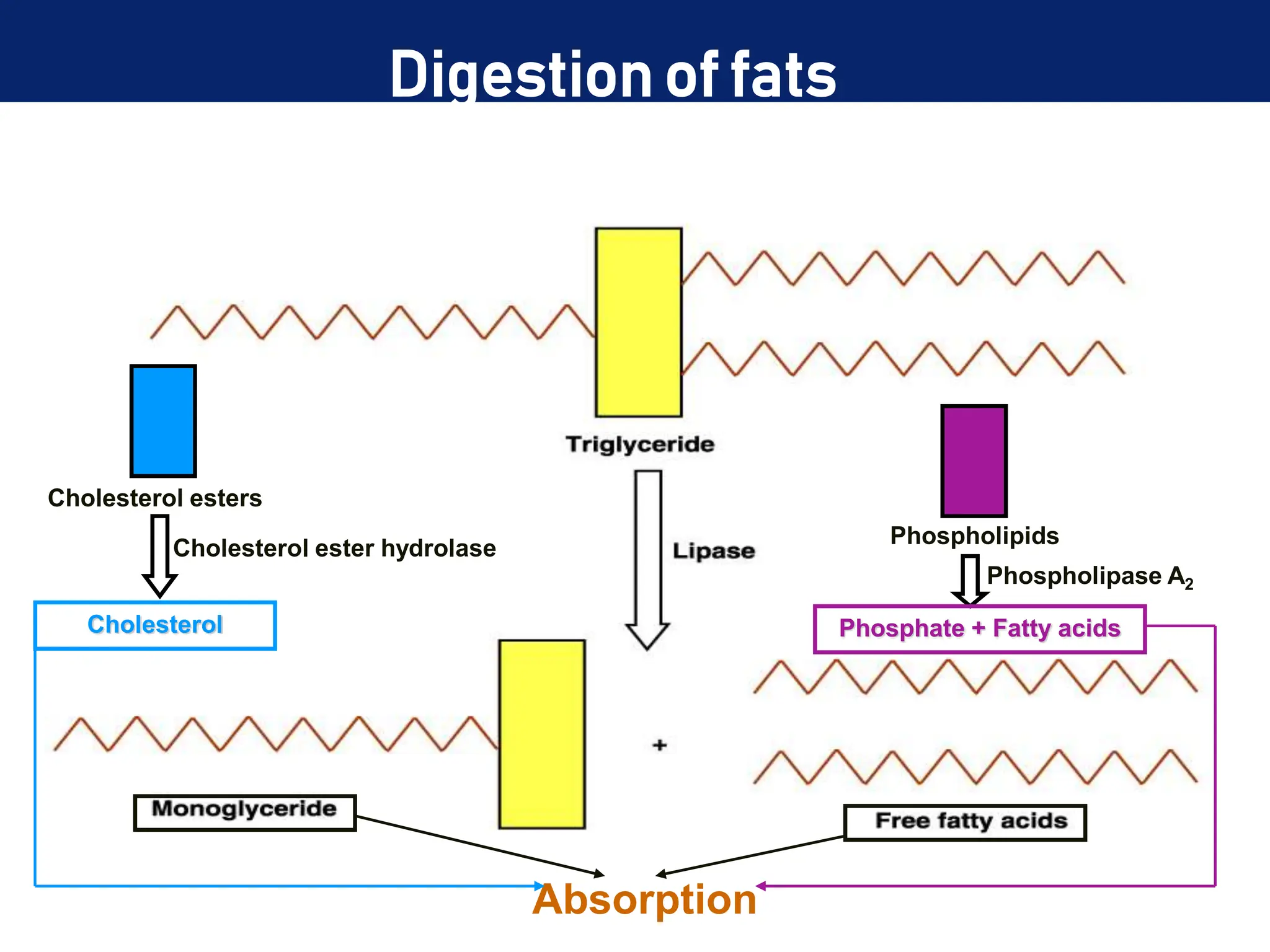 Digestion of fats
Phospholipase A2
Cholesterol esters
Cholesterol ester hydrolase
Cholesterol
Phospholipids
Phosphate + Fatty acids
Absorption
 