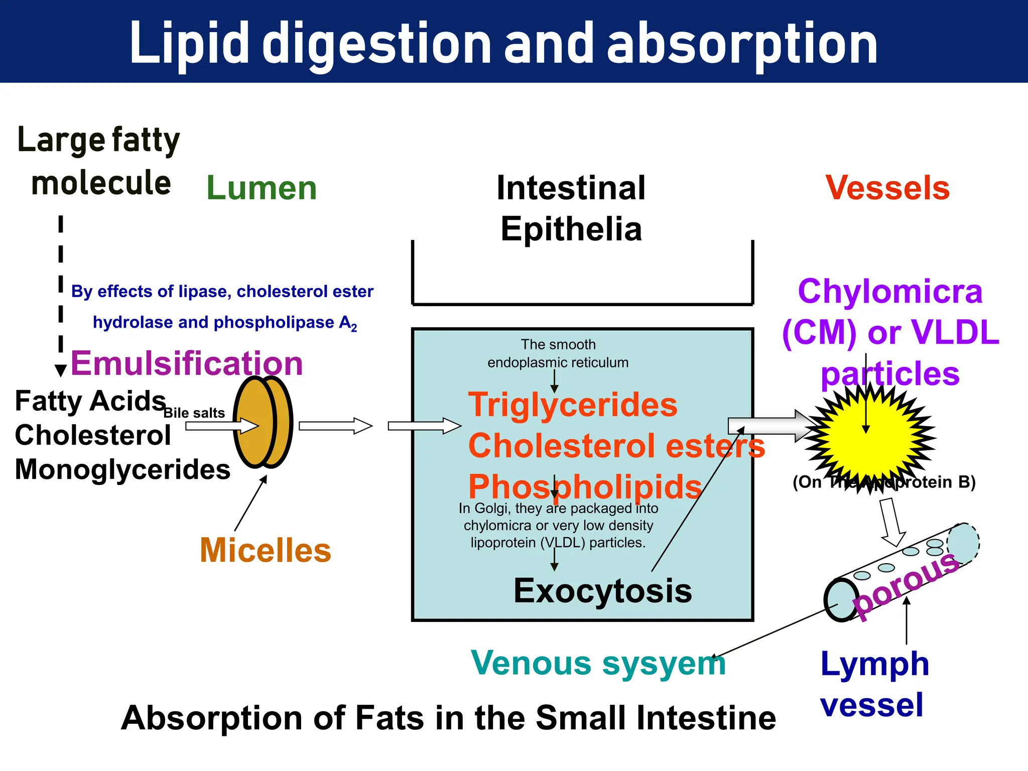Lipid digestion and absorption
Lymph
vessel
Chylomicra
(CM) or VLDL
particles
Triglycerides
Cholesterol esters
Phospholipids
Exocytosis
Micelles
Fatty Acids
Cholesterol
Monoglycerides
Absorption of Fats in the Small Intestine
Lumen Vessels
Intestinal
Epithelia
Bile salts
Emulsification
By effects of lipase, cholesterol ester
hydrolase and phospholipase A2
Large fatty
molecule
In Golgi, they are packaged into
chylomicra or very low density
lipoprotein (VLDL) particles.
The smooth
endoplasmic reticulum
Venous sysyem
(On The Apoprotein B)
 