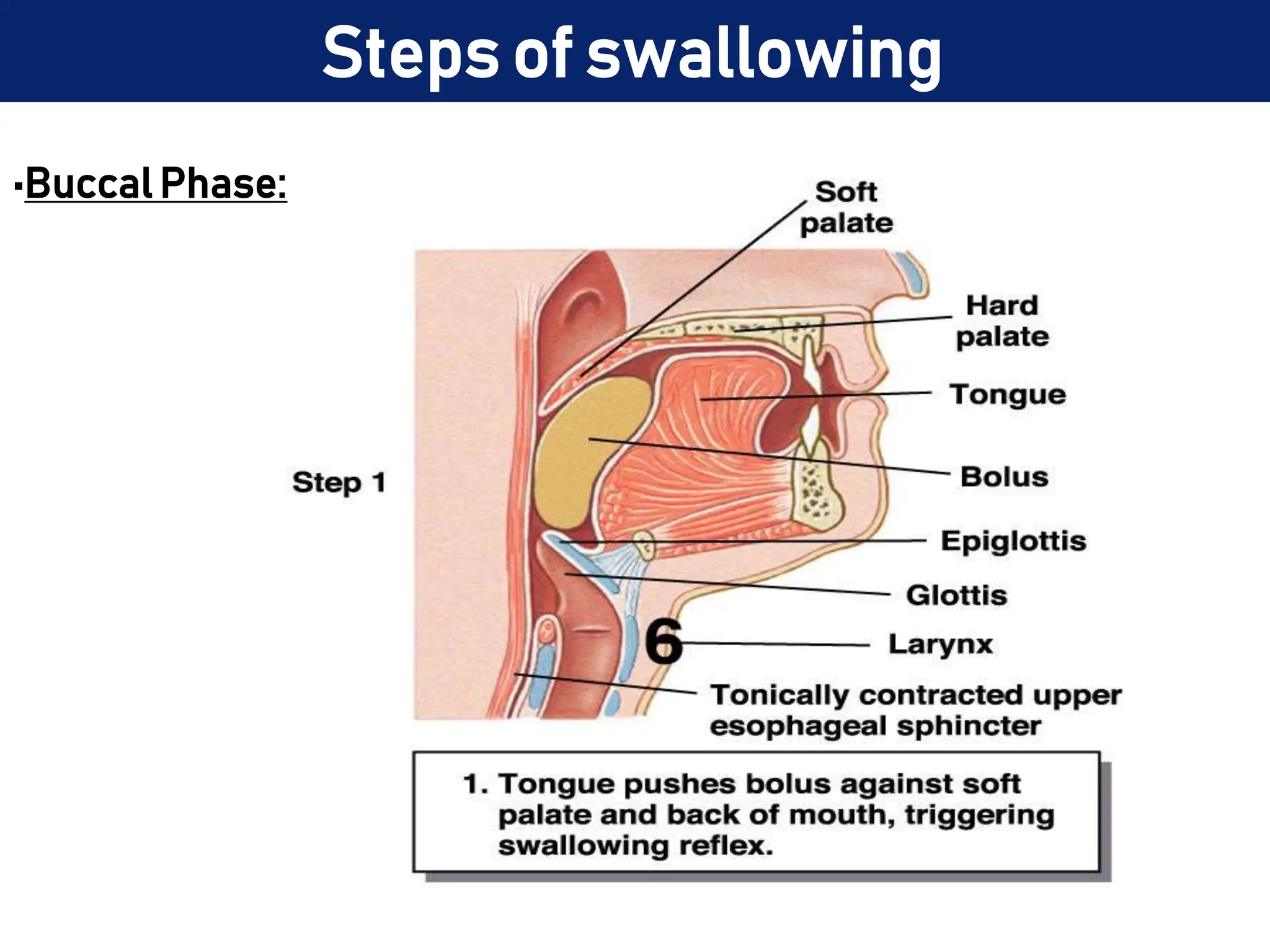 Steps of swallowing
•Buccal Phase:
 
