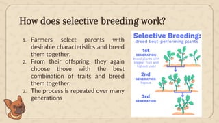 Selective Breeding Process Examples 20.1.+Traditional+Selective+Breeding Eng VERSION | PDF