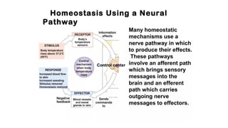 Homeostasis Introduction Human physiology: introduction to Homeostatsis | PPTX