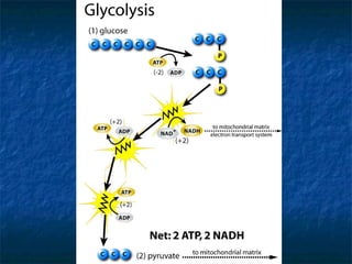 Glycolysis 