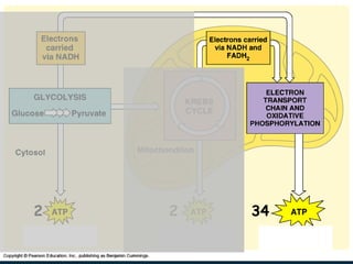 Cellular Respiration 2 2 34 