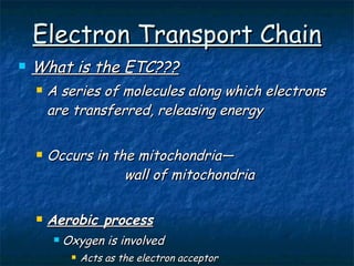 Electron Transport Chain What is the ETC??? A series of molecules along which electrons are transferred, releasing energy Occurs in the mitochondria— wall of mitochondria Aerobic process Oxygen is involved Acts as the electron acceptor 