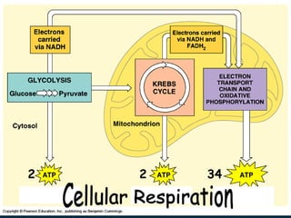 Cellular Respiration 2 2 34 Cellular Respiration 