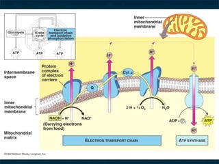Electron Transport Chain 