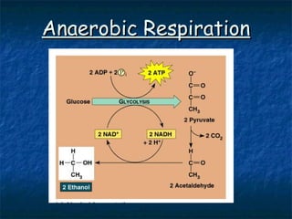 Anaerobic Respiration 