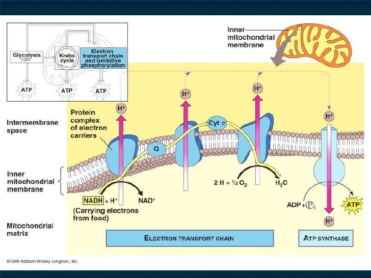 Cellular Respiration Electron Transport Chain Diagram 