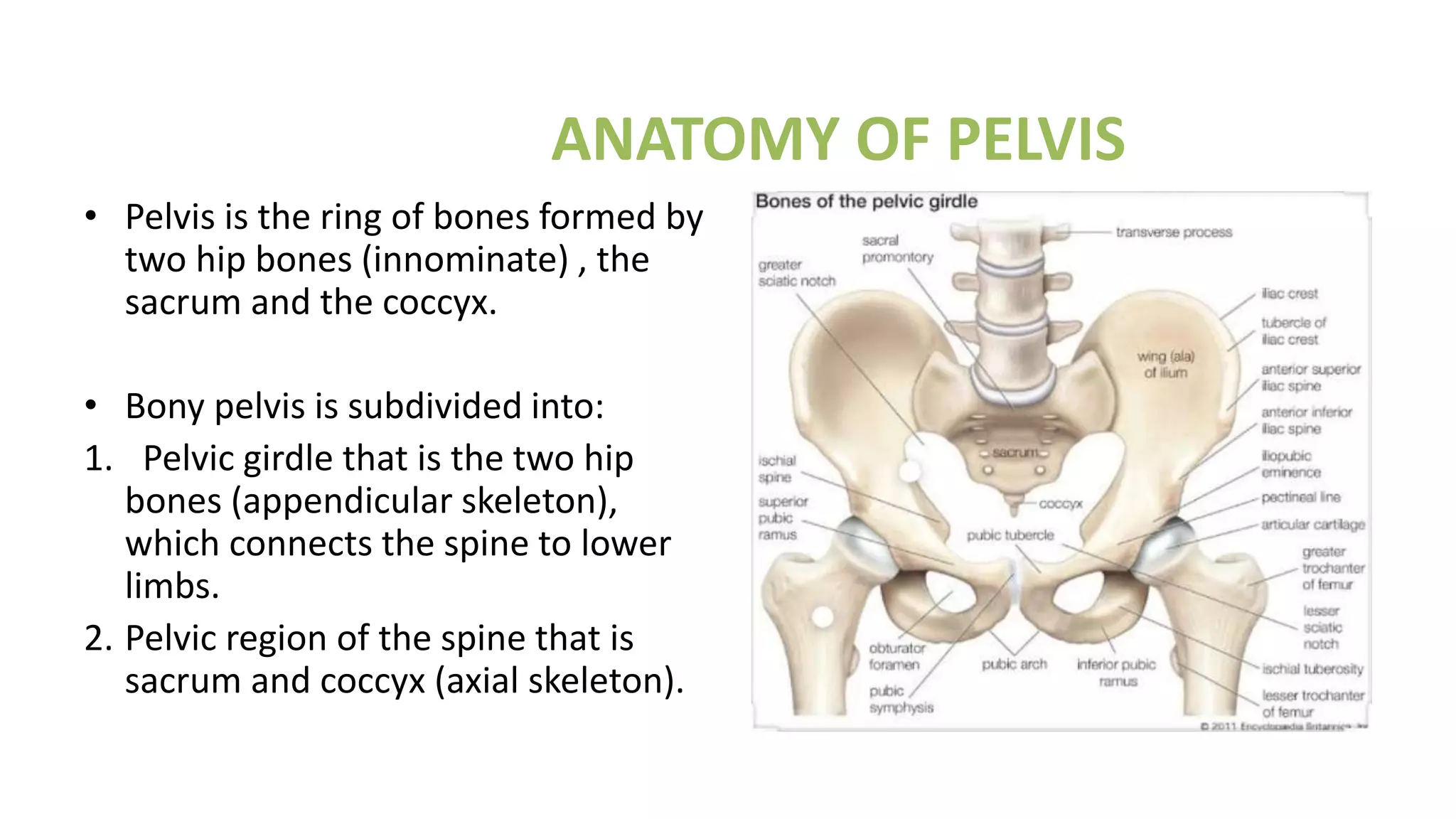 classification of pelvic fracture | PPTX