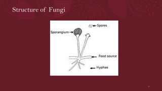 Morphological organization and cell structure of Micro-organisms. | PDF