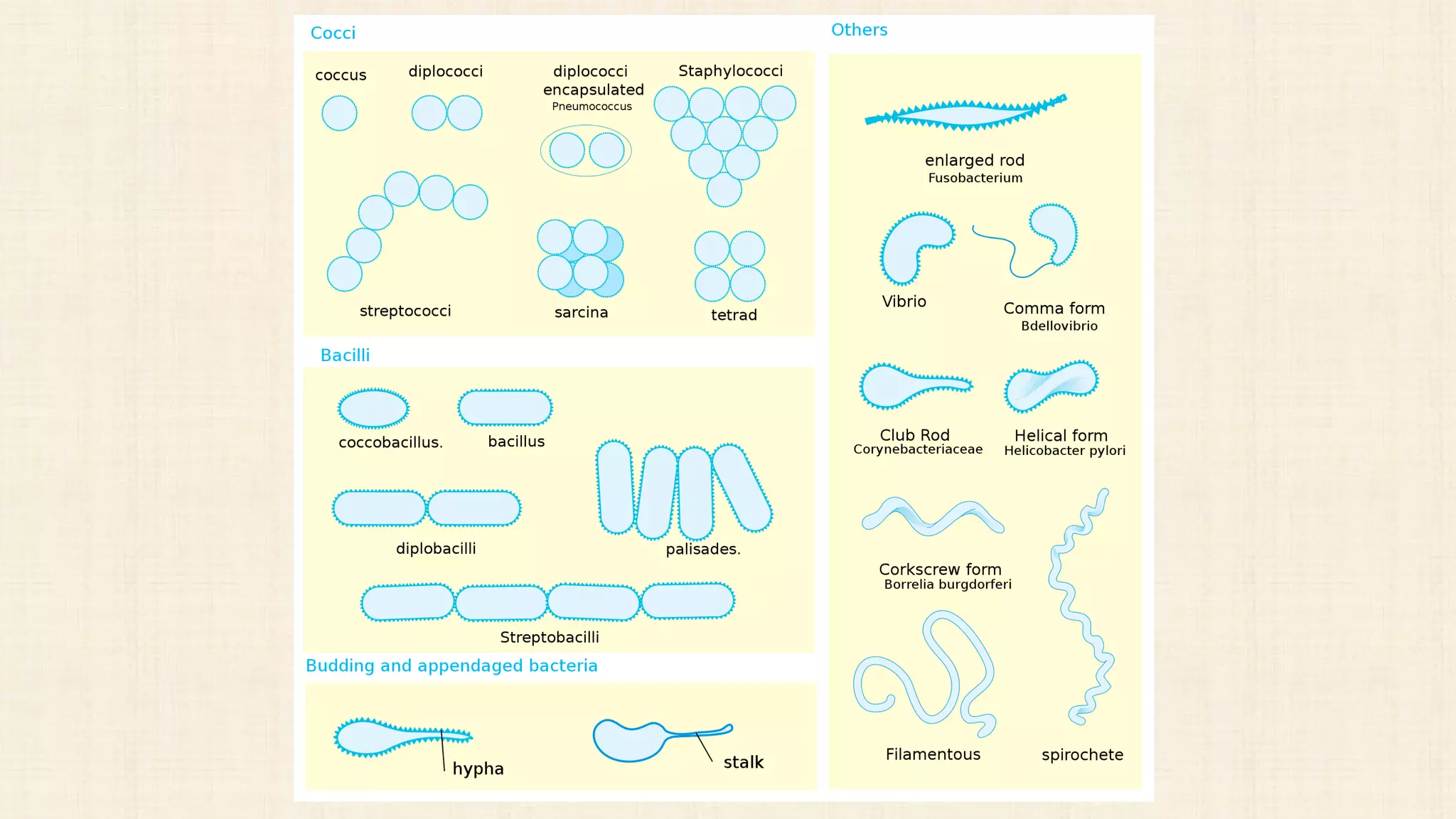 Microorganisms Fact File Micro-organisms important in Food Microbiology. Bacteria, Yeast, Molds ...