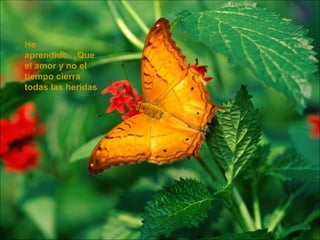 He aprendido....Que el amor y no el tiempo cierra todas las heridas  