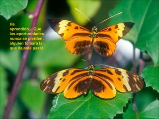 He aprendido....Que las oportunidades nunca se pierden; alguien tomará la que dejaste pasar.   