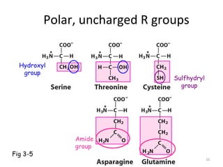 Sulfhydryl Example 20 Amino Acids | PPT
