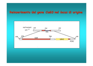 Reinserimento del gene CaGS nel locus di origine



              null mutant   PstI    PstI          PstI
                 ura -/-
                                     HisG


   Afl III   ATG                            TAA                   Afl II
                             CaGS
                                                    URA3
                                                           PCR2
 