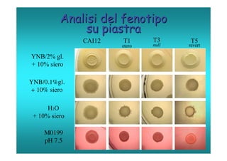 Analisi del fenotipo
               su piastra
               CAI12   T1      T3      T5
                       etero   null   revert

YNB/2% gl.
+ 10% siero

YNB/0.1%gl.
+ 10% siero

      H2O
 + 10% siero

    M0199
    pH 7.5
 