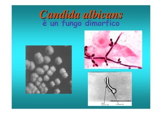 Candida albicans
è un fungo dimorfico
 