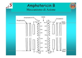 Amphotericin B
Meccanismo di Azione
 