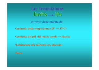 La transizione
               lievito  ife
             in vitro viene indotta da:

•Aumento della temperatura (25° → 37°C)

•Aumento del pH del mezzo (acido → basico)

•Limitazione dei nutrienti (es. glucosio)

•Siero
 