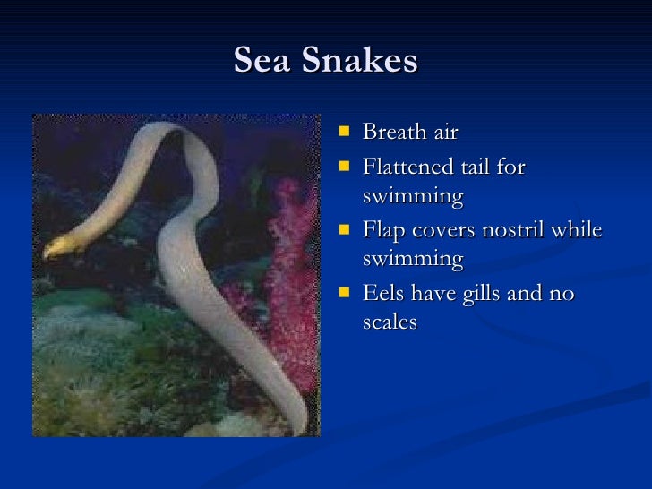 20. Class Reptilia Notes