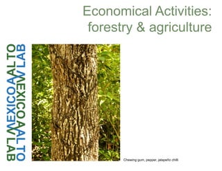 Economical Activities:
forestry & agriculture
Chewing gum, pepper, jalapeño chilli
 