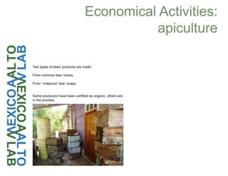 Economical Activities:
apiculture
Two types of bees’ products are made:
From common bee: honey
From “melipona” bee: soaps
Some producers have been certified as organic, others are
in the process.
 