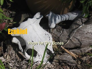 Ezekiel Hope for Dry Bones 