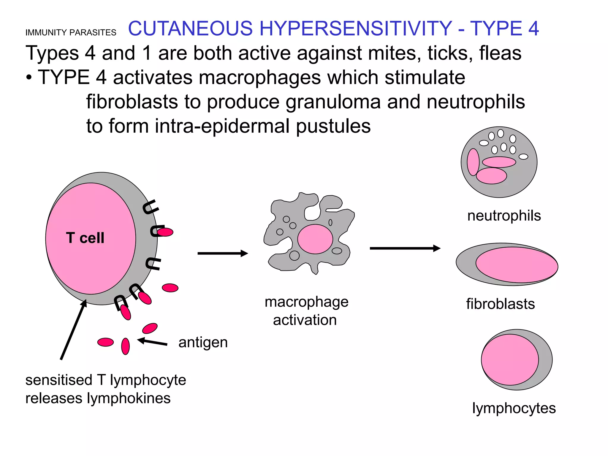 IMMUNITY PARASITES CUTANEOUS HYPERSENSITIVITY - TYPE 4
Types 4 and 1 are both active against mites, ticks, fleas
• TYPE 4 activates macrophages which stimulate
fibroblasts to produce granuloma and neutrophils
to form intra-epidermal pustules
T cell
sensitised T lymphocyte
releases lymphokines
macrophage
activation
neutrophils
lymphocytes
antigen
fibroblasts
 