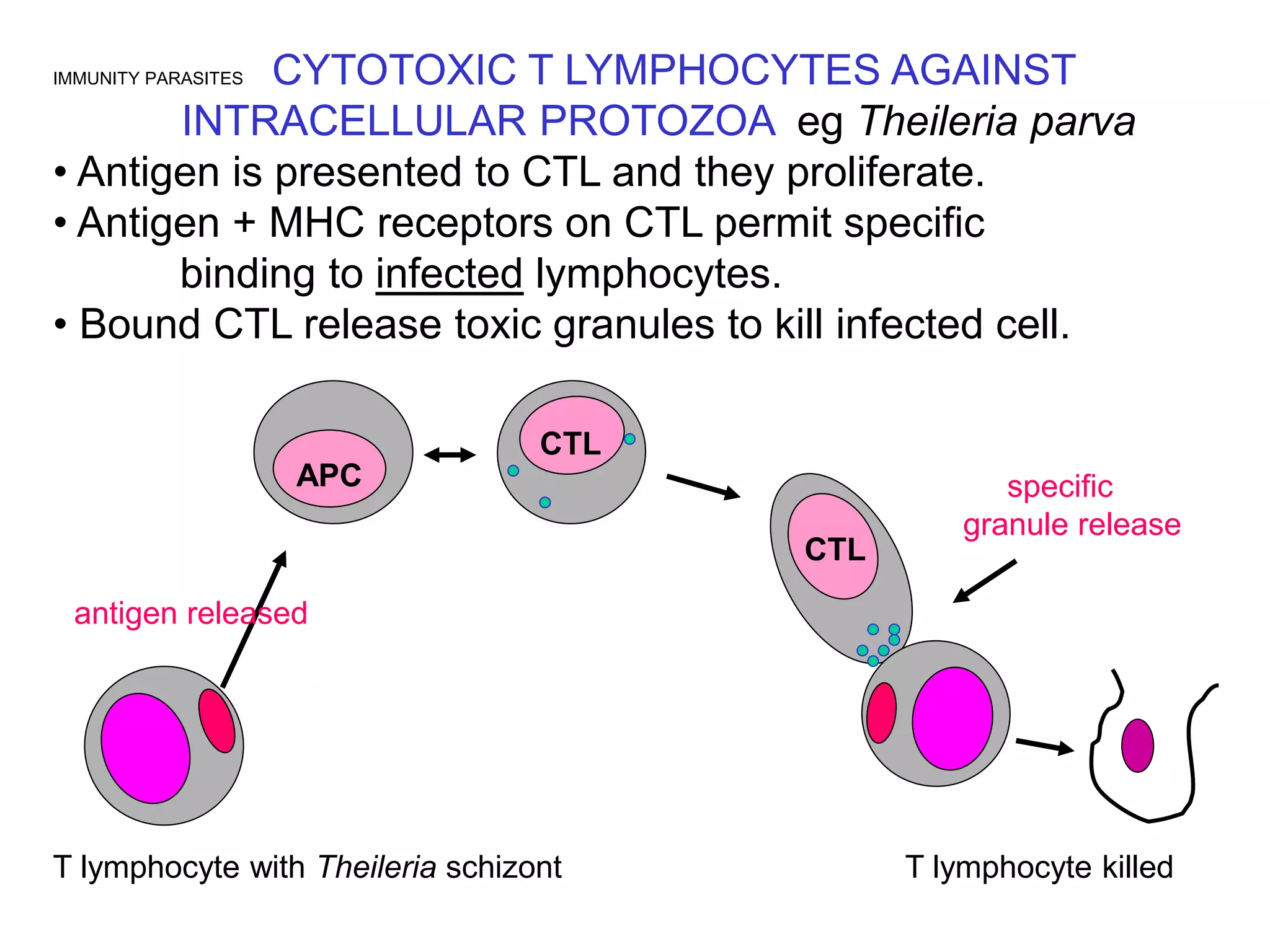 IMMUNITY PARASITES CYTOTOXIC T LYMPHOCYTES AGAINST
INTRACELLULAR PROTOZOA eg Theileria parva
• Antigen is presented to CTL and they proliferate.
• Antigen + MHC receptors on CTL permit specific
binding to infected lymphocytes.
• Bound CTL release toxic granules to kill infected cell.
T lymphocyte with Theileria schizont T lymphocyte killed
APC
CTL
CTL
antigen released
specific
granule release
 