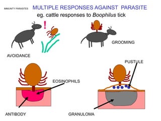 IMMUNITY PARASITES MULTIPLE RESPONSES AGAINST PARASITE
eg. cattle responses to Boophilus tick
!
AVOIDANCE
GROOMING
ANTIBODY
EOSINOPHILS
GRANULOMA
PUSTULE
 