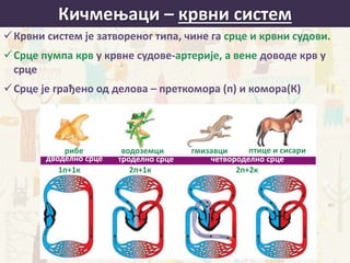 Кичмењаци – крвни систем
Крвни систем је затвореног типа, чине га срце и крвни судови.
Срце пумпа крв у крвне судове-артерије, а вене доводе крв у
срце
Срце је грађено од делова – преткомора (п) и комора(К)
рибе водоземци гмизавци птице и сисари
1п+1к 2п+1к 2п+2к
дводелно срце троделно срце четвороделно срце
 