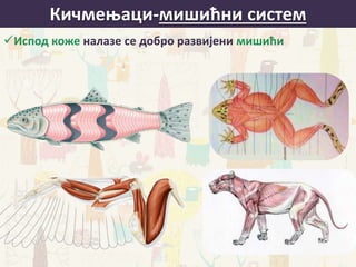 Кичмењаци-мишићни систем
Испод коже налазе се добро развијени мишићи
 