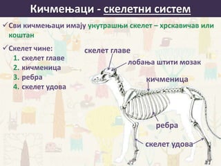 Кичмењаци - скелетни систем
Сви кичмењаци имају унутрашњи скелет – хрскавичав или
коштан
Скелет чине:
1. скелет главе
2. кичменица
3. ребра
4. скелет удова
скелет главе
кичменица
ребра
лобања штити мозак
скелет удова
 