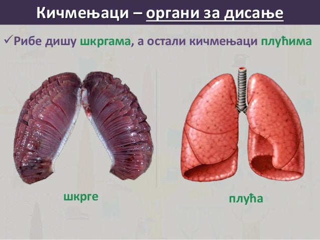 Kicmenjaci