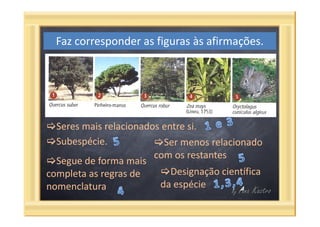 Questões categorias taxonómicas