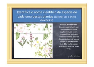 Questões categorias taxonómicas