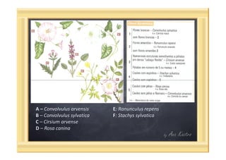 Questões categorias taxonómicas