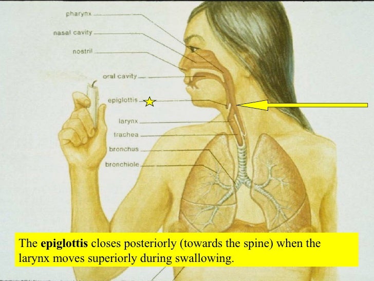 20 Respiratory System