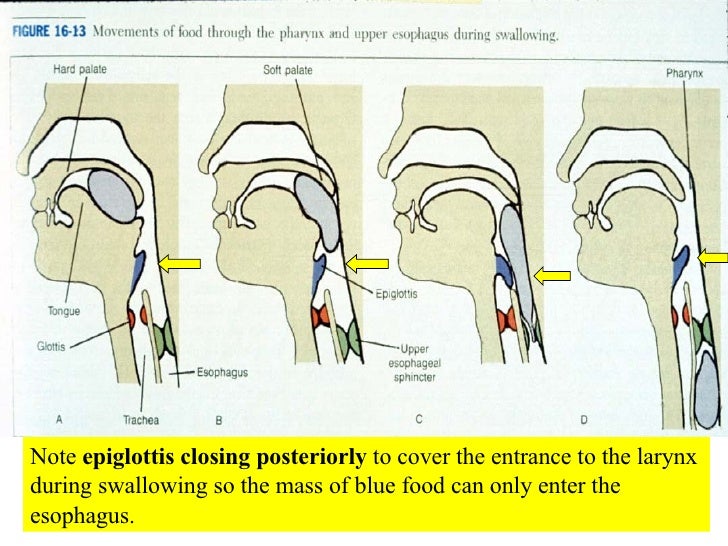 20 Respiratory System