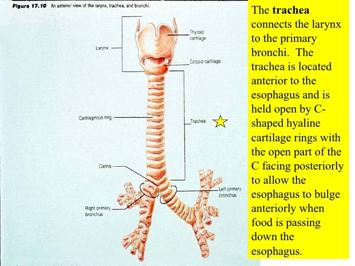 20 Respiratory System