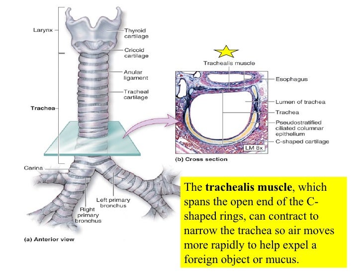 20 Respiratory System