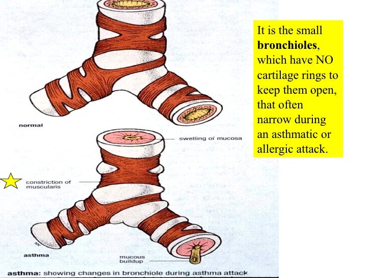 20 Respiratory System