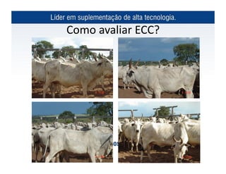 Como	
  avaliar	
  ECC?	
  
 