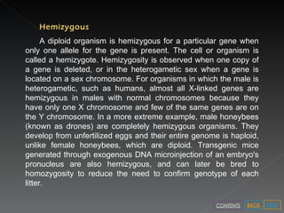 Hemizygous A diploid organism is hemizygous for a particular gene when only one allele for the gene is present. The cell or organism is called a hemizygote. Hemizygosity is observed when one copy of a gene is deleted, or in the heterogametic sex when a gene is located on a sex chromosome. For organisms in which the male is heterogametic, such as humans, almost all X-linked genes are hemizygous in males with normal chromosomes because they have only one X chromosome and few of the same genes are on the Y chromosome. In a more extreme example, male honeybees (known as drones) are completely hemizygous organisms. They develop from unfertilized eggs and their entire genome is haploid, unlike female honeybees, which are diploid. Transgenic mice generated through exogenous DNA microinjection of an embryo's pronucleus are also hemizygous, and can later be bred to homozygosity to reduce the need to confirm genotype of each litter. NEXT BACK CONTENTS 