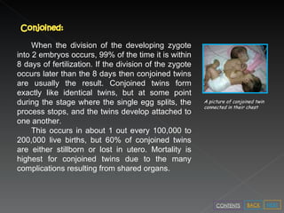 A picture of conjoined twin connected in their chest When the division of the developing zygote into 2 embryos occurs, 99% of the time it is within 8 days of fertilization. If the division of the zygote occurs later than the 8 days then conjoined twins are usually the result. Conjoined twins form exactly like identical twins, but at some point during the stage where the single egg splits, the process stops, and the twins develop attached to one another.  This occurs in about 1 out every 100,000 to 200,000 live births, but 60% of conjoined twins are either stillborn or lost in utero. Mortality is highest for conjoined twins due to the many complications resulting from shared organs. NEXT BACK CONTENTS 